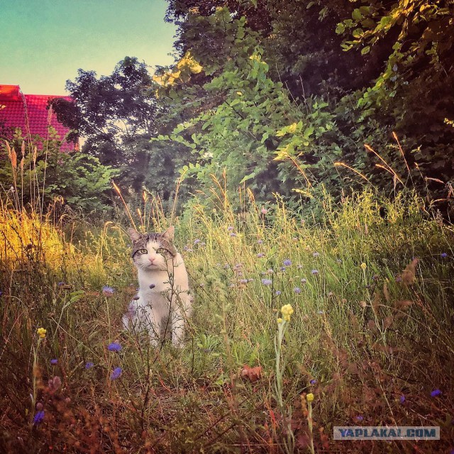 Котовторник  25.07.2017