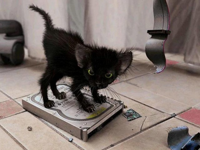 Коты и Кошки