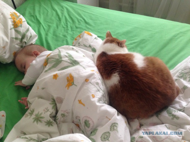 Котовторник 03.10.17.