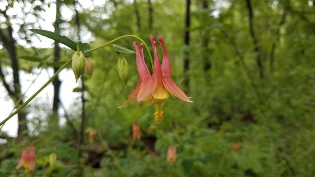 Просто Природа