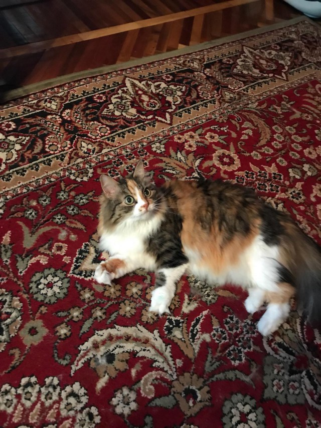 Прикольных котов пост