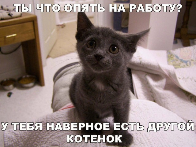 Подборка настоящих котов