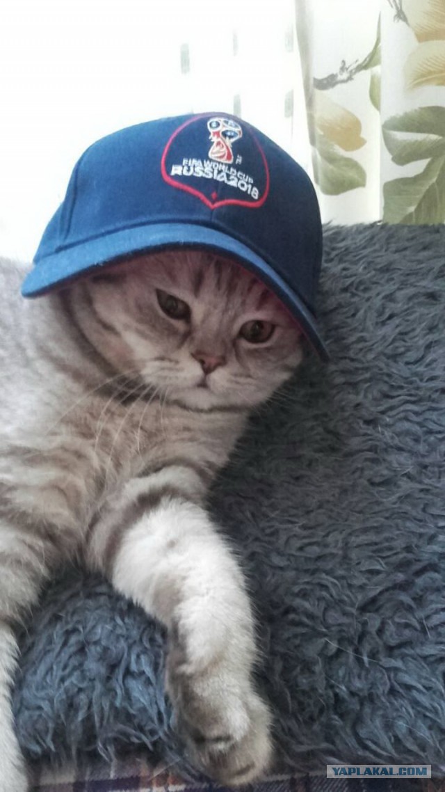 Котовторник 19.06.2018