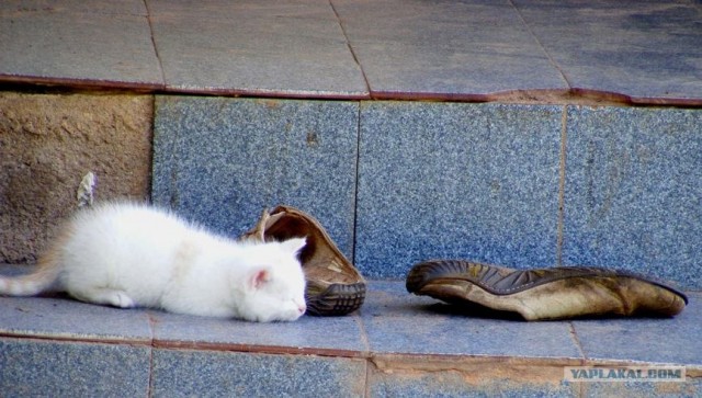 Ура, котовторник! (01.07.2008)
