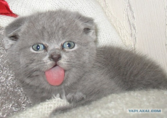 Кошачий язык