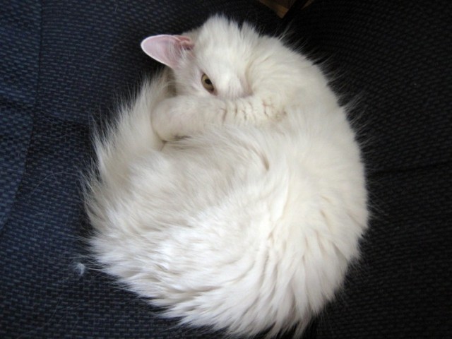 Котовторник - С праздником, котоводы!