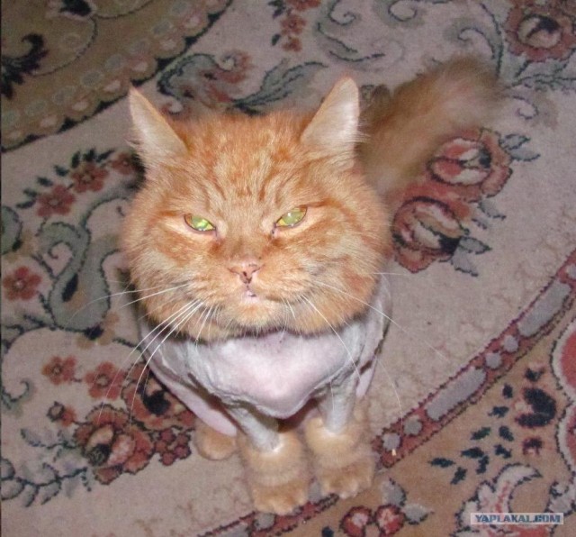 Котовторник объявляется открытым!