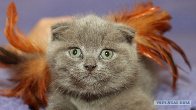 Котовторник (31.01.2012)