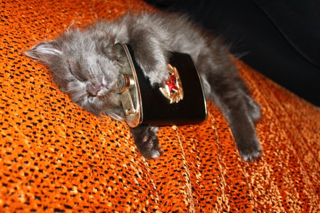 Котовторник 20.03.2012