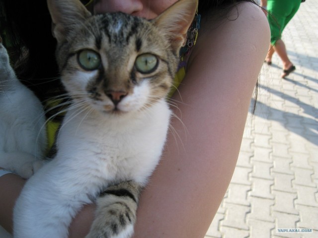 Котовторник  12. 06. 2012