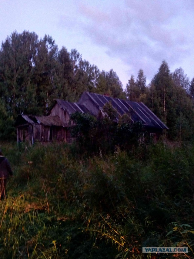 Вепсская тайга летом или Старый Бор