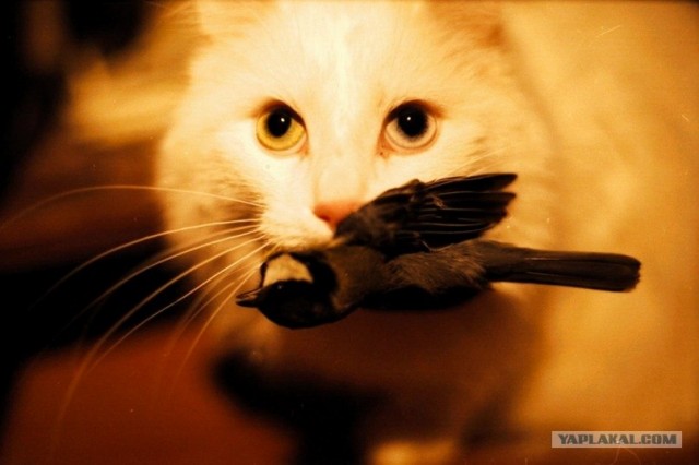 Котовторник 24.07.2012