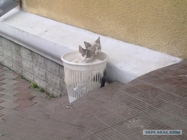 Котовторник  16.10.12