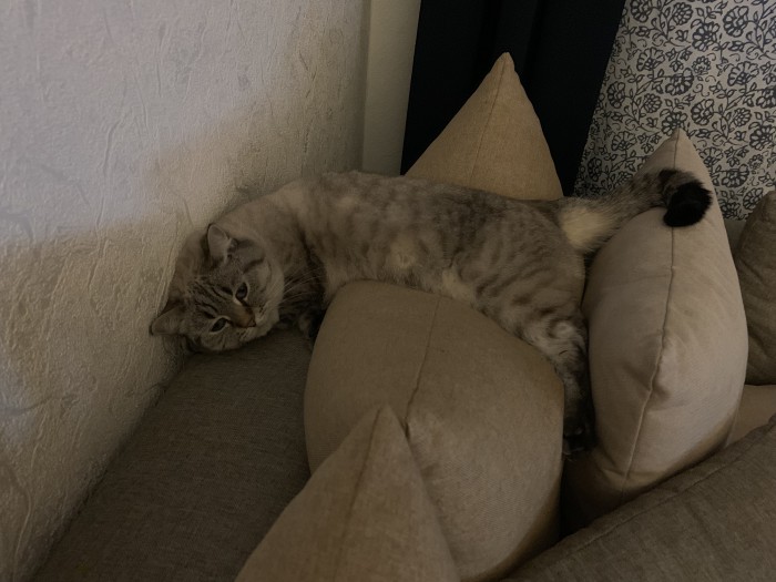 Кошки, которые заснули в самых невообразимых позах