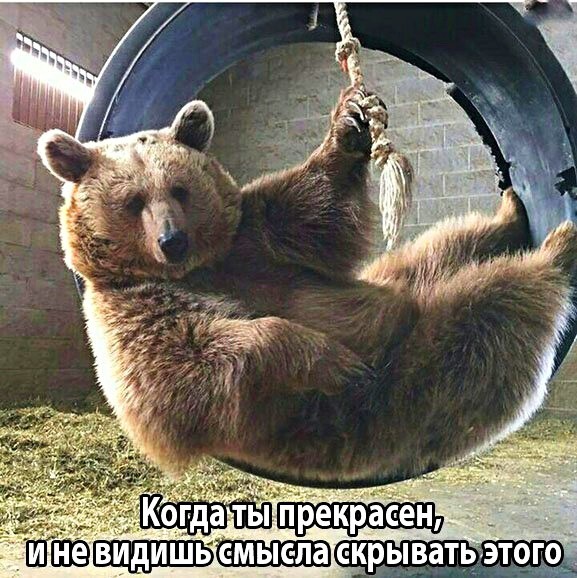 Картинки с надписями, истории и анекдоты