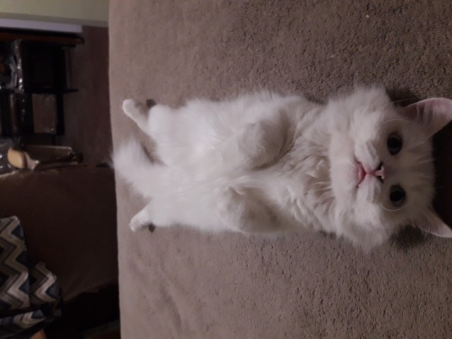 Главная молитва котизма