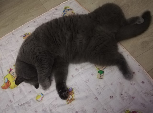 Ну, с котовторником!