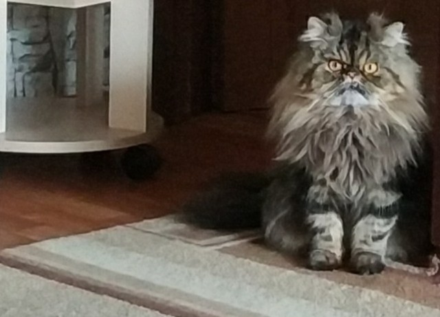 Коты их видят...