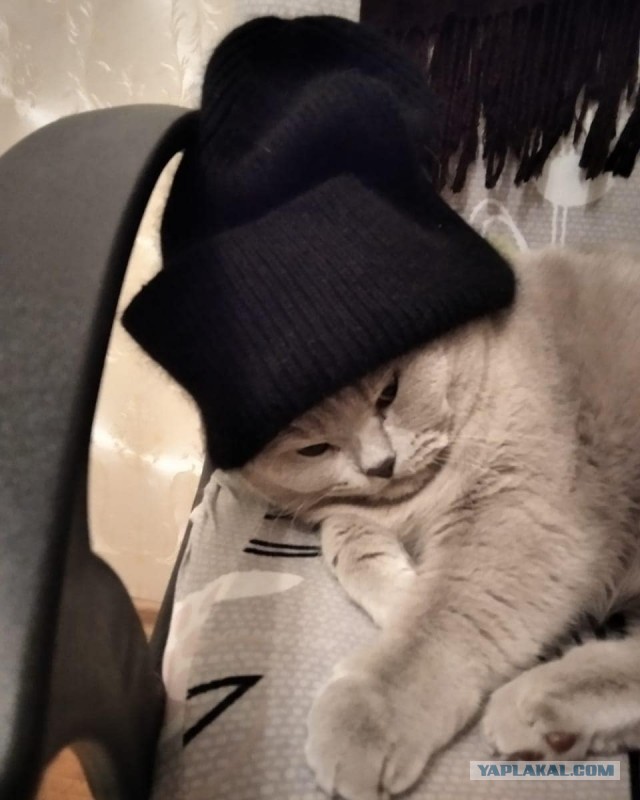 Котовторнику быть!