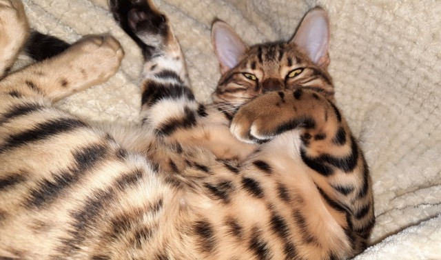Котовторник!
