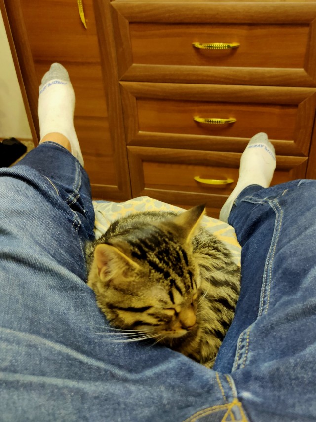 Котовторник 14.09.2021
