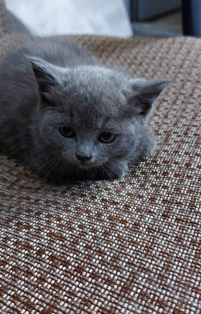 Котовторнику быть