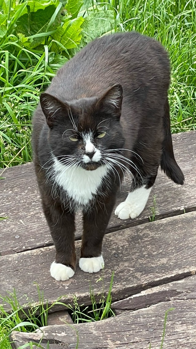 Котовторник. Королева помойки