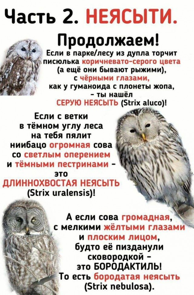 Картинки и мемы для настроения - 29