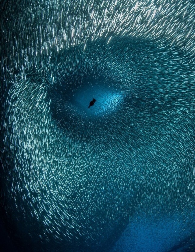 Победители фотоконкурса Ocean Photographer of the Year 2022