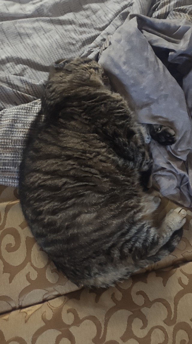 Кормите быстро!