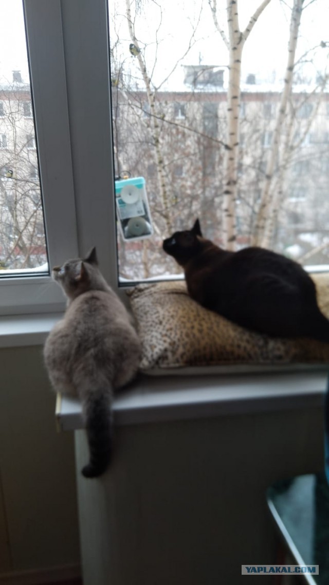 Котоюмор на ЯП. Веселые кото-картинки!