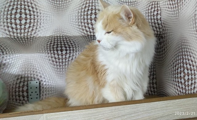 Сегодня всемирный день кошек!