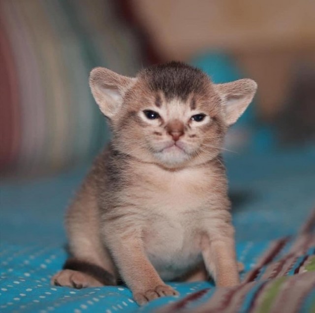 Только начал быть котом, и уже чот как–то подустал