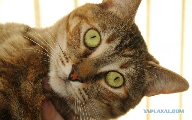 Котовторник 09.04.2013
