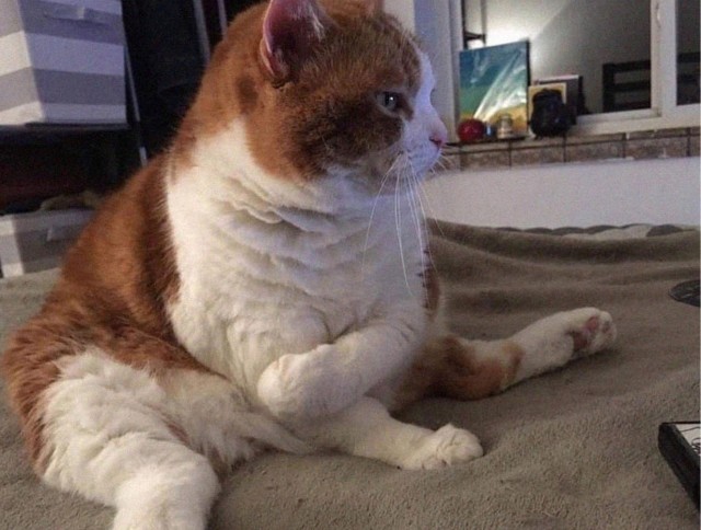 Не только котовторник, а еще и Всемирный день кошек!