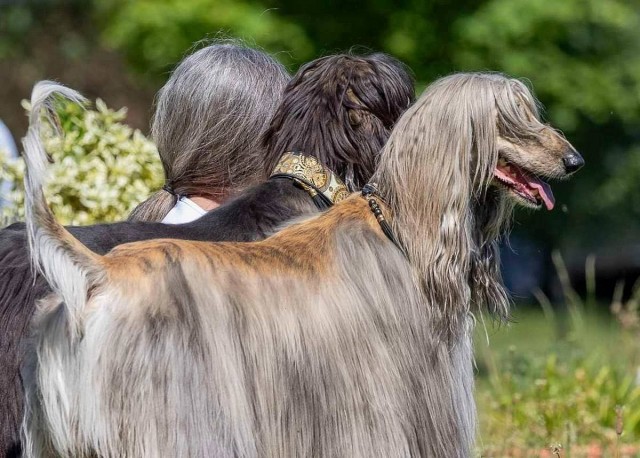 В Лондоне прошел ежегодный фотоконкурс «Comedy Pet Photography Awards»