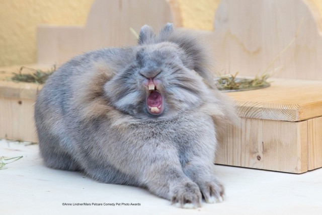 Comedy Pet Photo Awards 2020