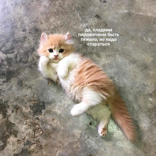 Котомемы 29.09.23