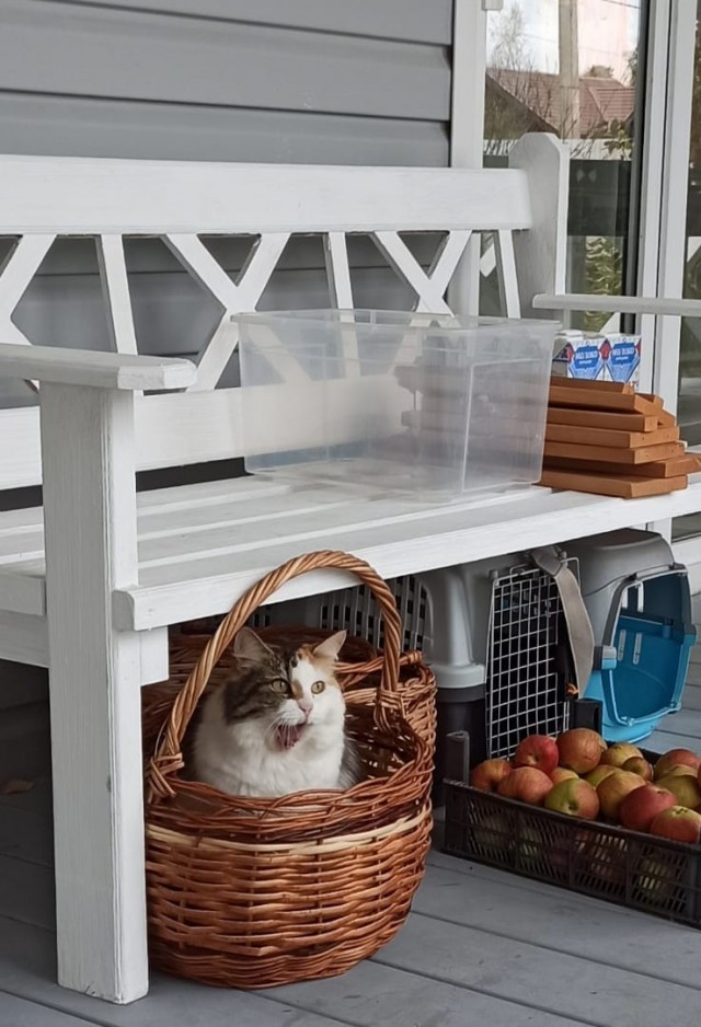 На котовторник