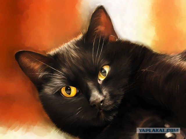 Как я подобрал котэ