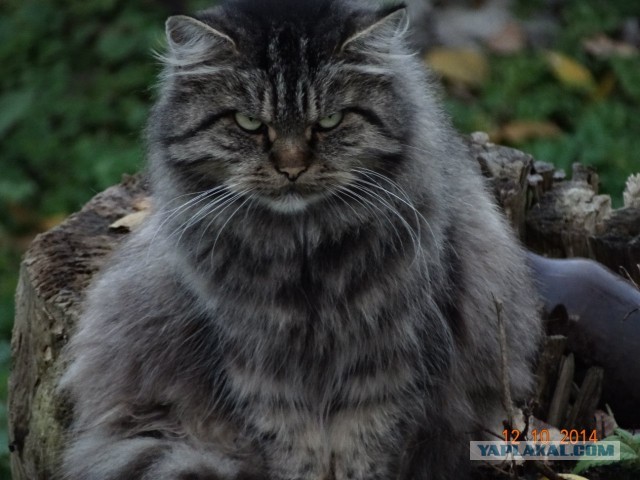 Растения и глина