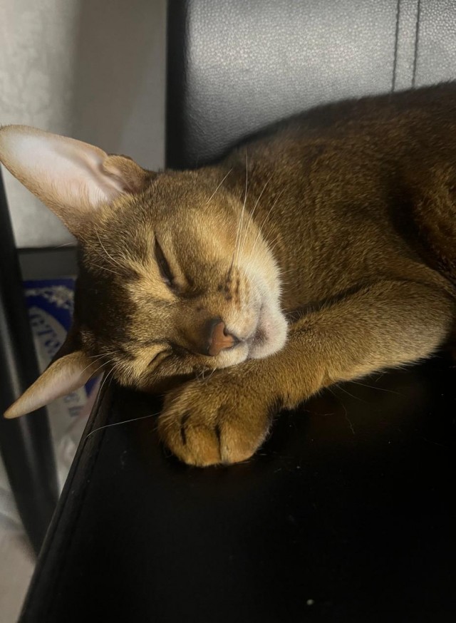 Всем баюшки