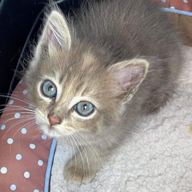 Котëнок из-под капота автомобиля вырос в красивую кошку