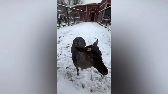 Самец европейской лани Боба