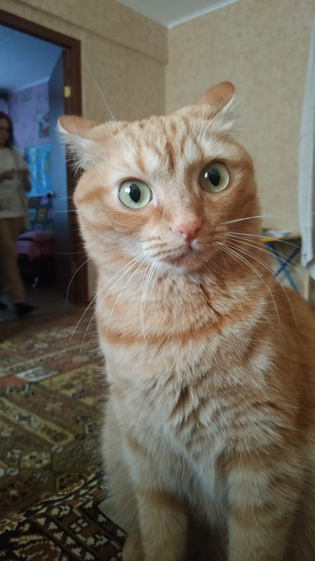 А котовторник уже пришёл?