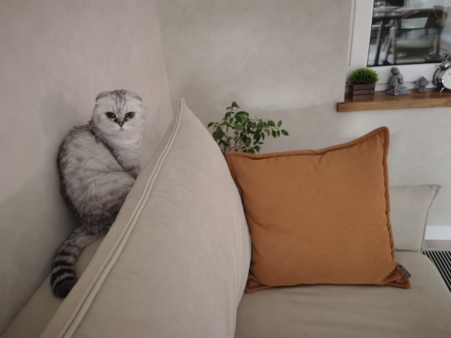 Котовторник 24.02
