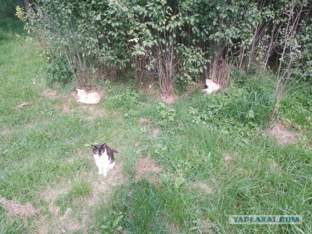 Жизнь домашнего приюта для котеек 581