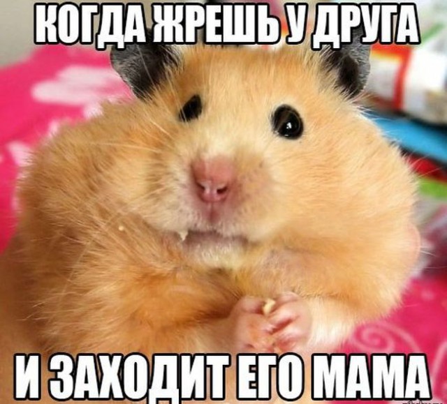Инструкция по выживанию на ЯПе
