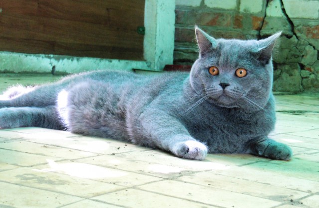 Котовторник 24.06.2014