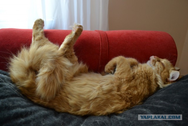 Котовторник 22.07.14